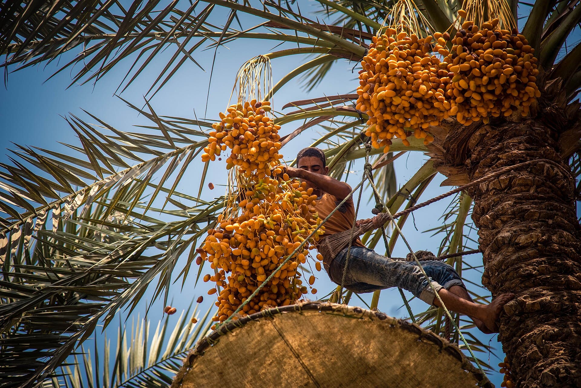 De dadeloogst in een dadelpalm